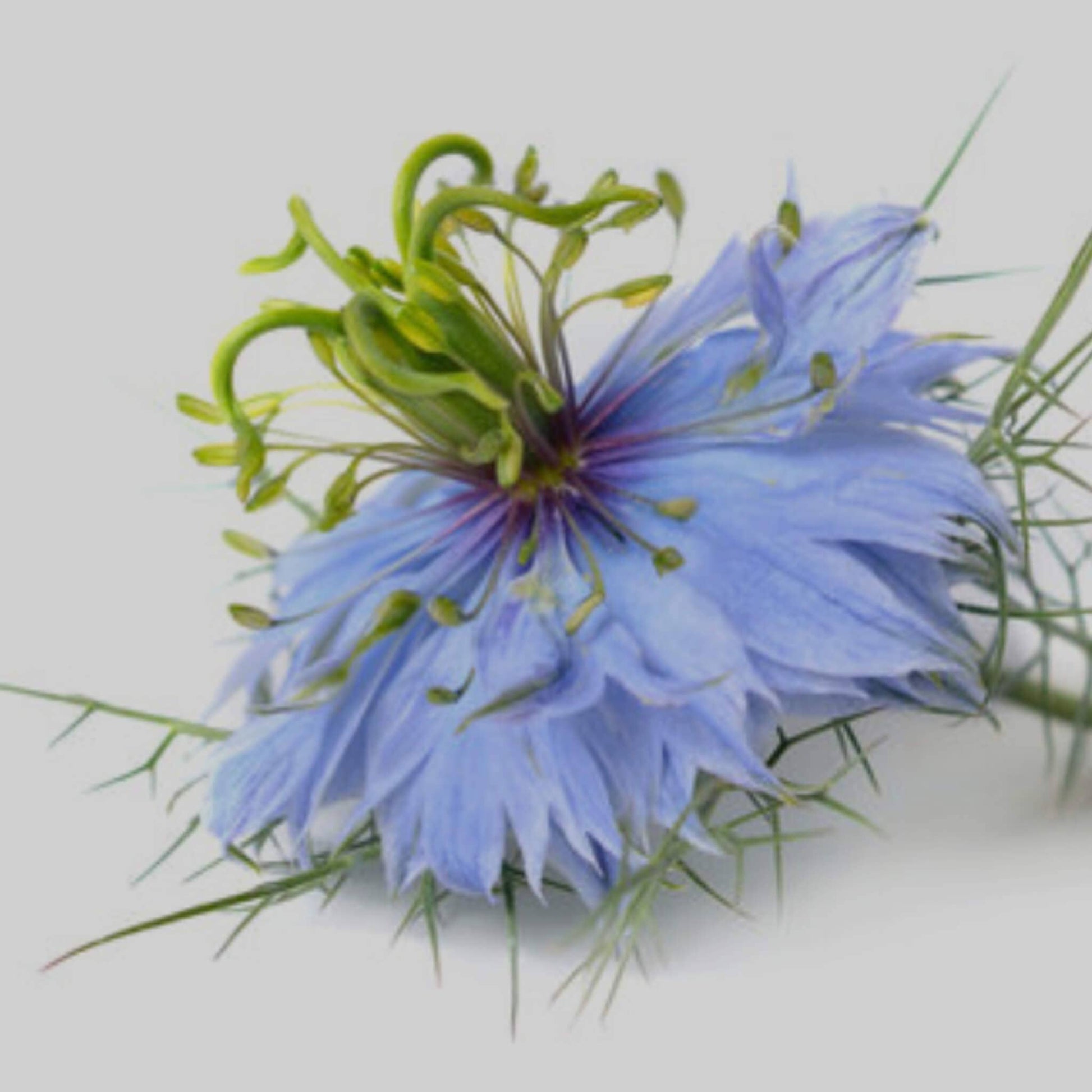 SOWE - Huile de Nigelle Bio