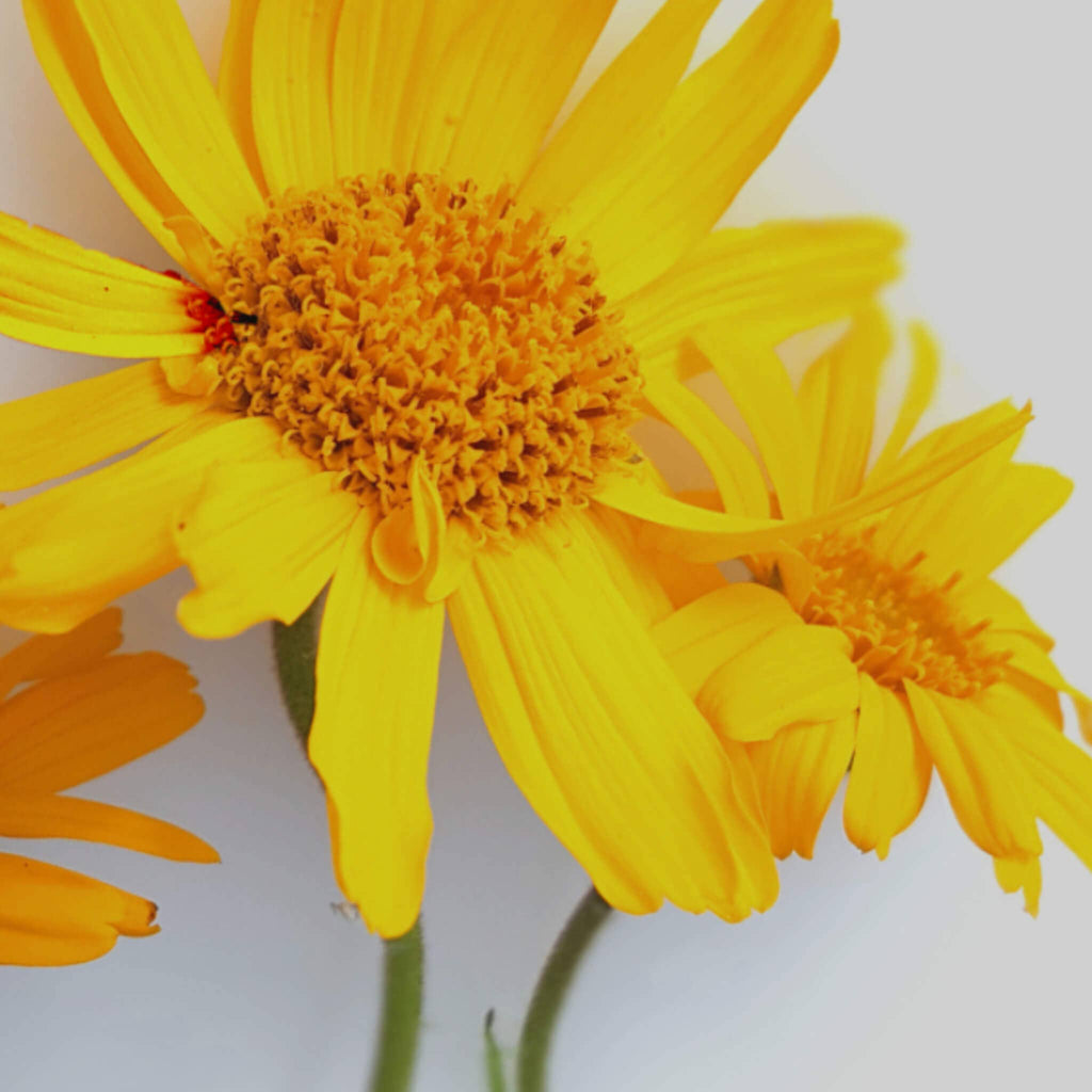 SOWE - Huile d'Arnica Bio
