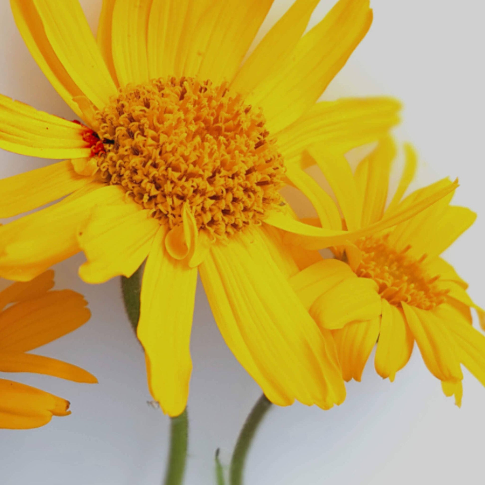 SOWE - Huile d'Arnica Bio