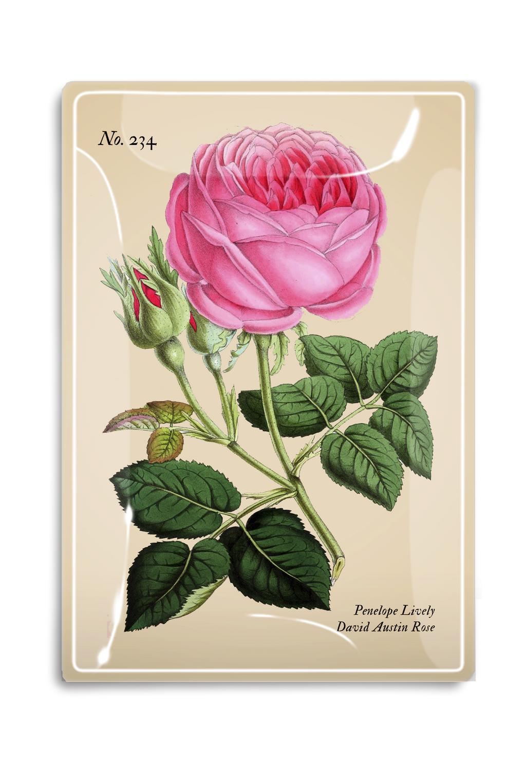 Vide-Poche Penelope Rose Rose – BEN'S GARDEN | George Genève