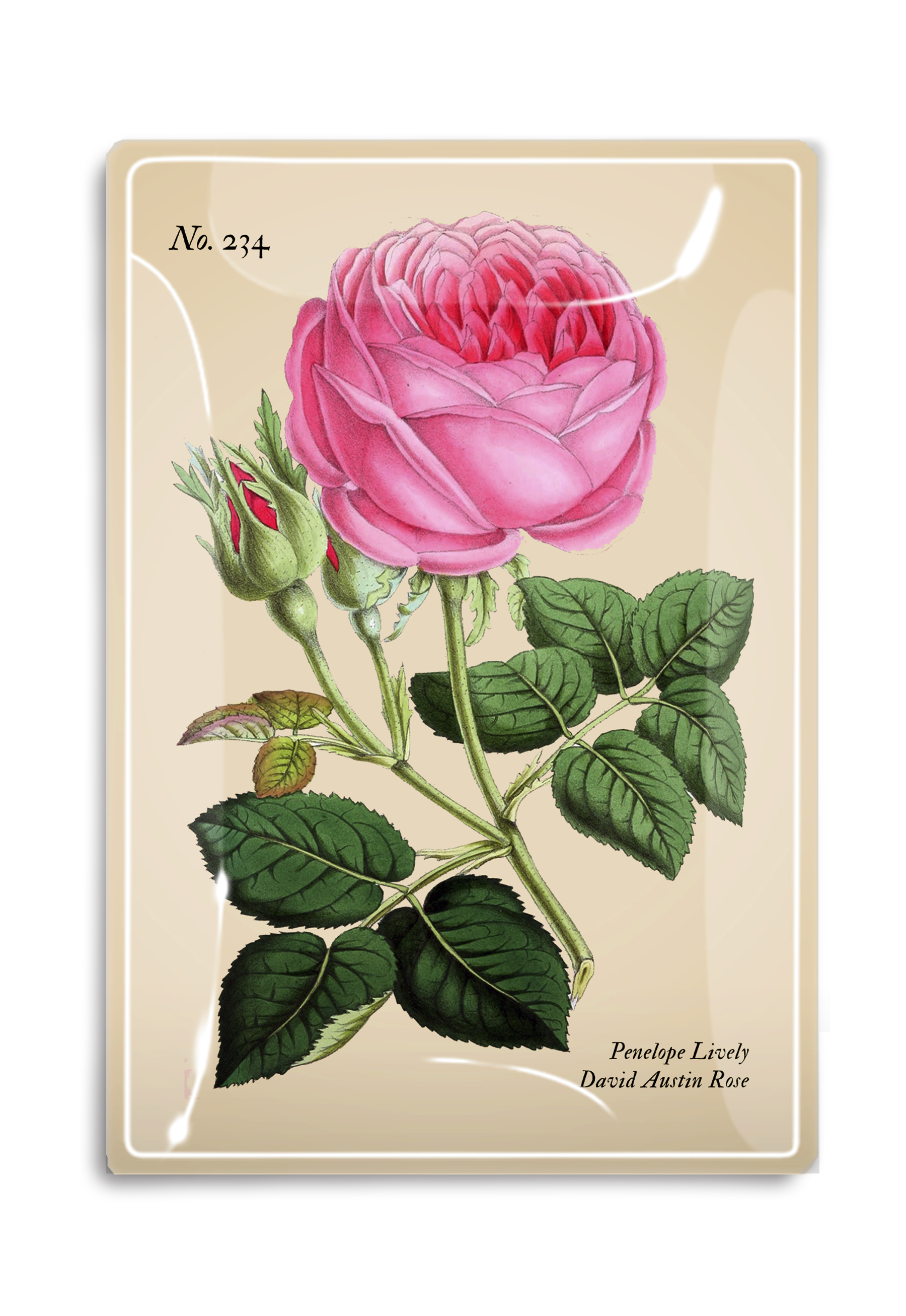 Vide-Poche Penelope Rose Rose – BEN'S GARDEN | George Genève
