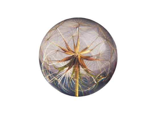 HAFOD GRANGE - Presse-papier  Goatsbeard