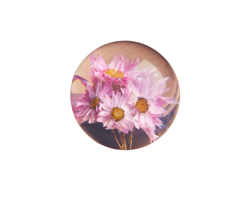 HAFOD GRANGE - Presse-papier Rhodanthe