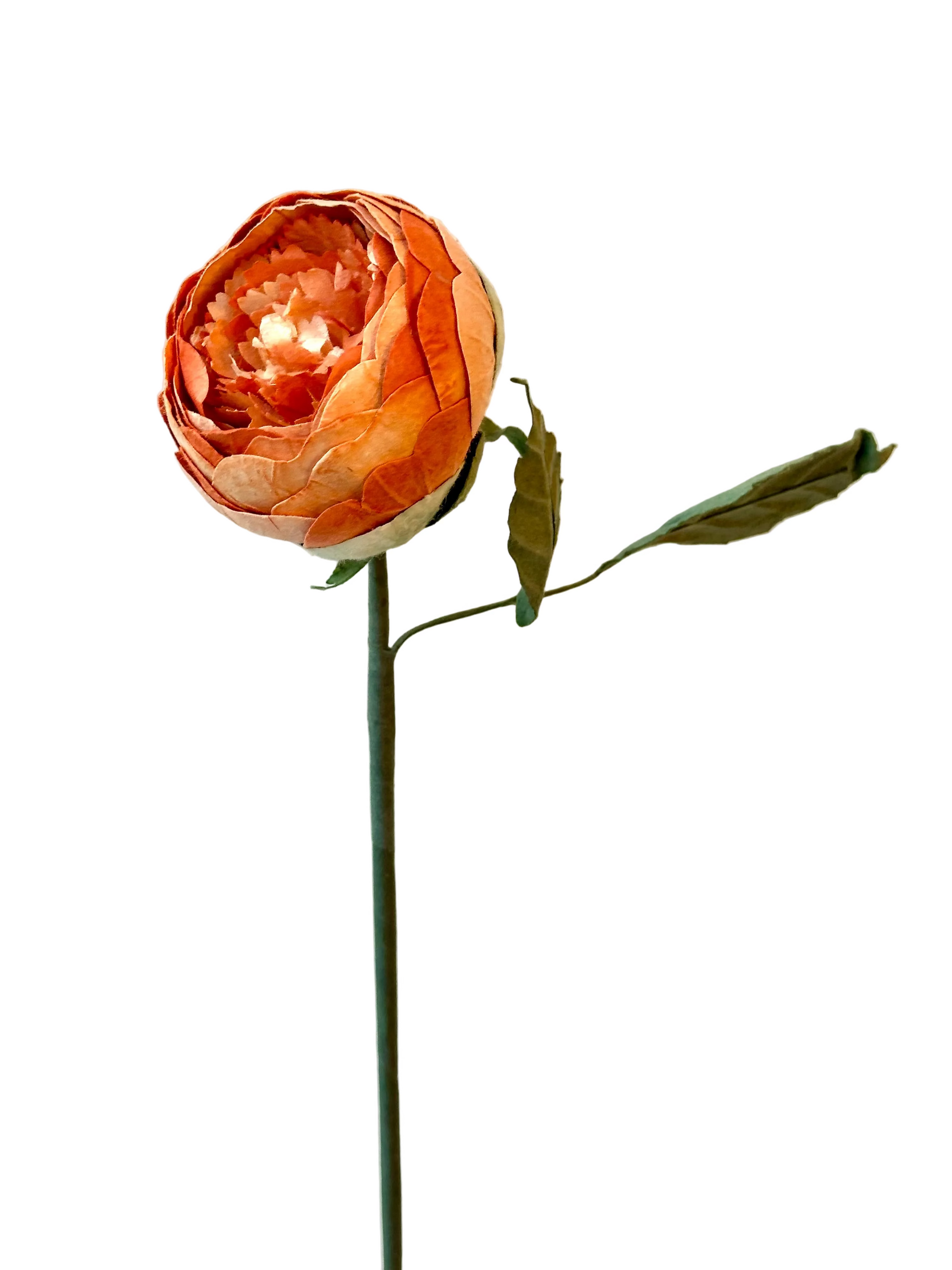 Bouton de Pivoine Pêche – FLOWRETTE | George Genève