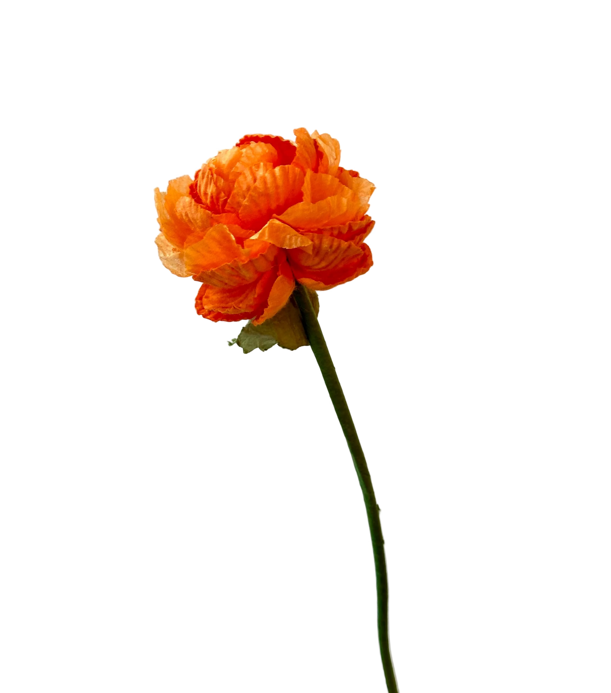 Renoncule Orange – FLOWRETTE | George Genève