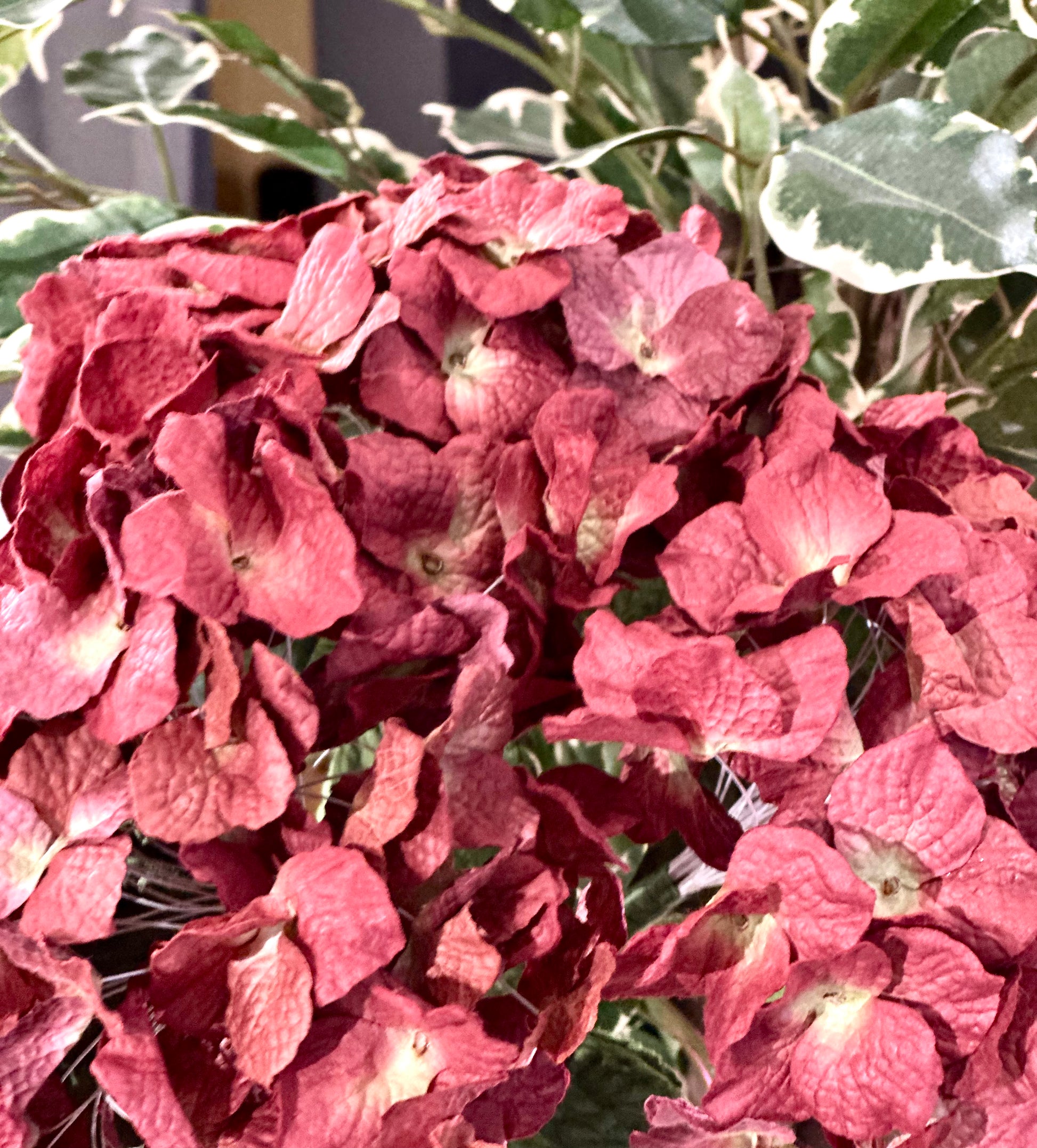 Grand Hortensia Prune – vue 3 – FLOWRETTE | George Genève