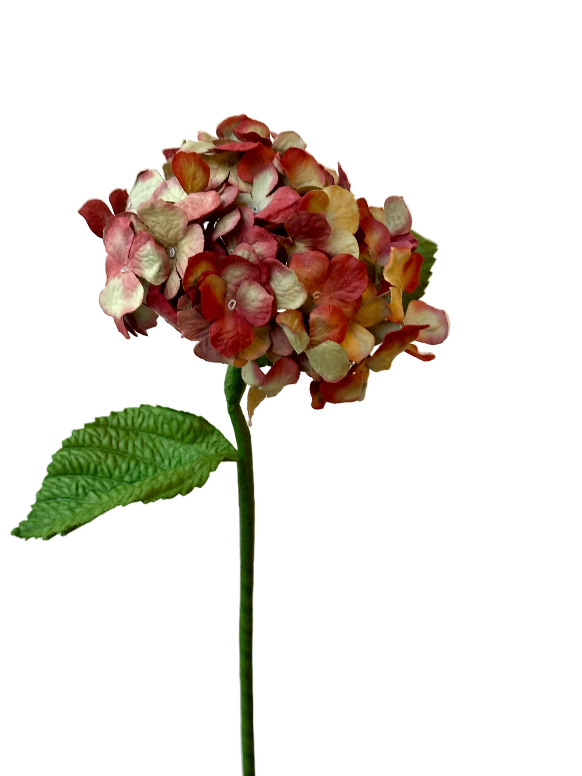 Hortensia Terracotta Marbré – FLOWRETTE | George Genève