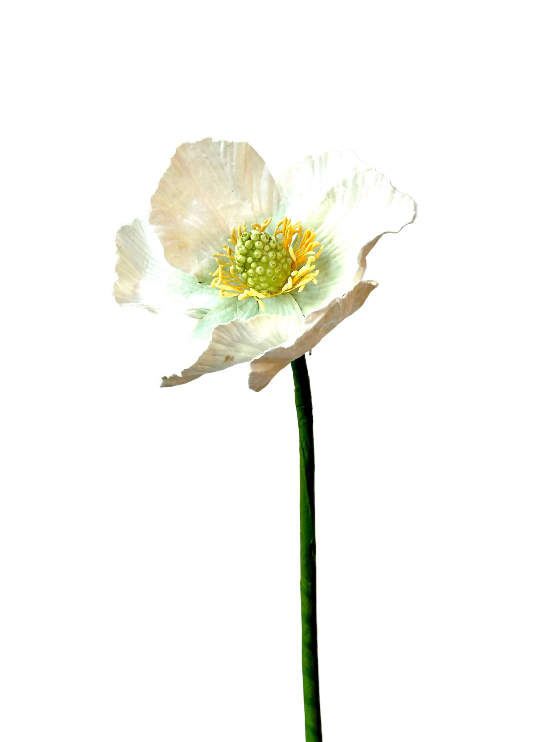 Pavot Blanc – FLOWRETTE | George Genève