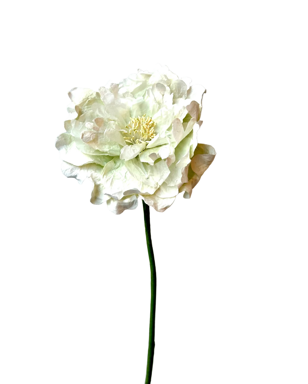 Pivoine ouverte blanche – FLOWRETTE | George Genève