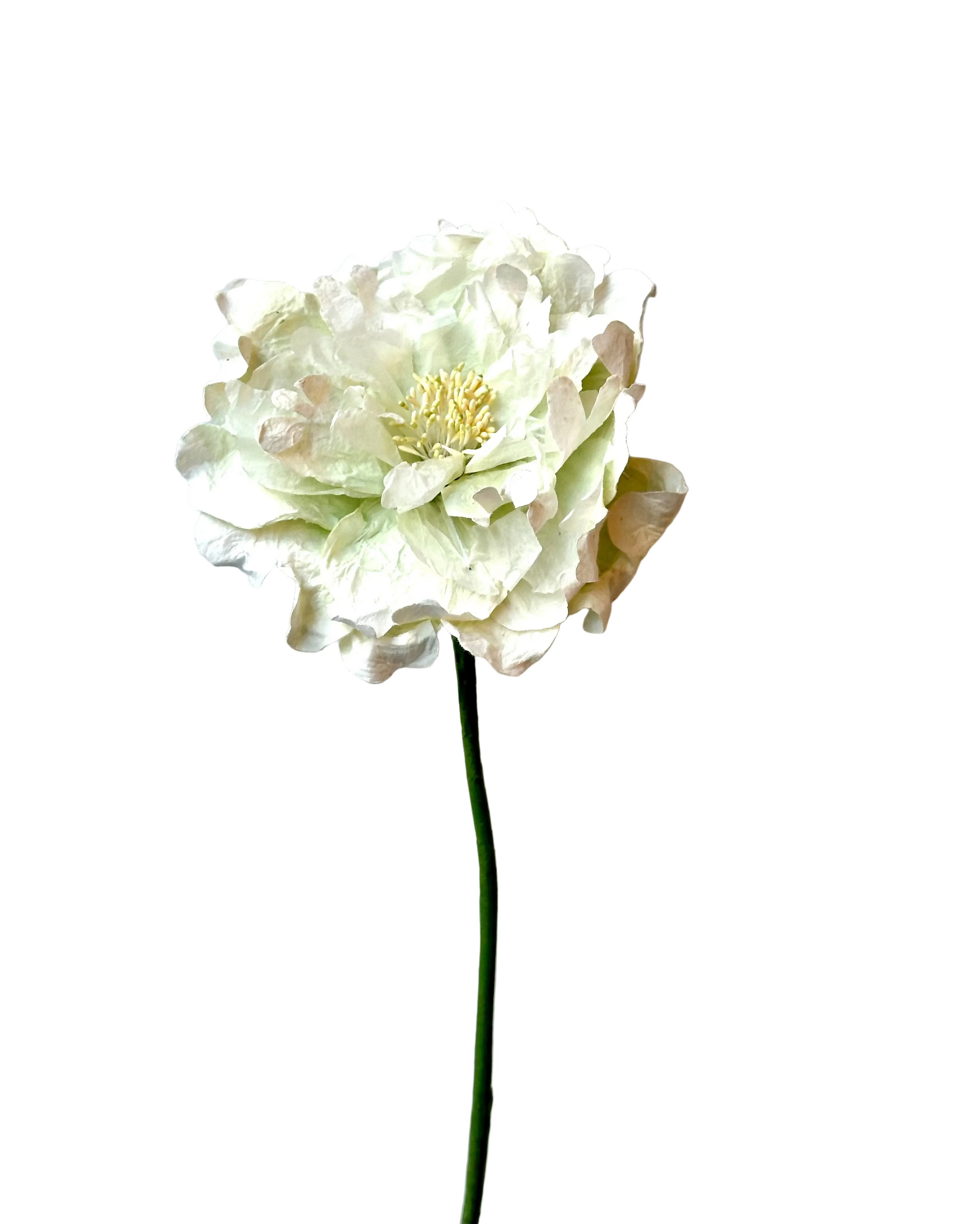 Pivoine ouverte blanche – FLOWRETTE | George Genève