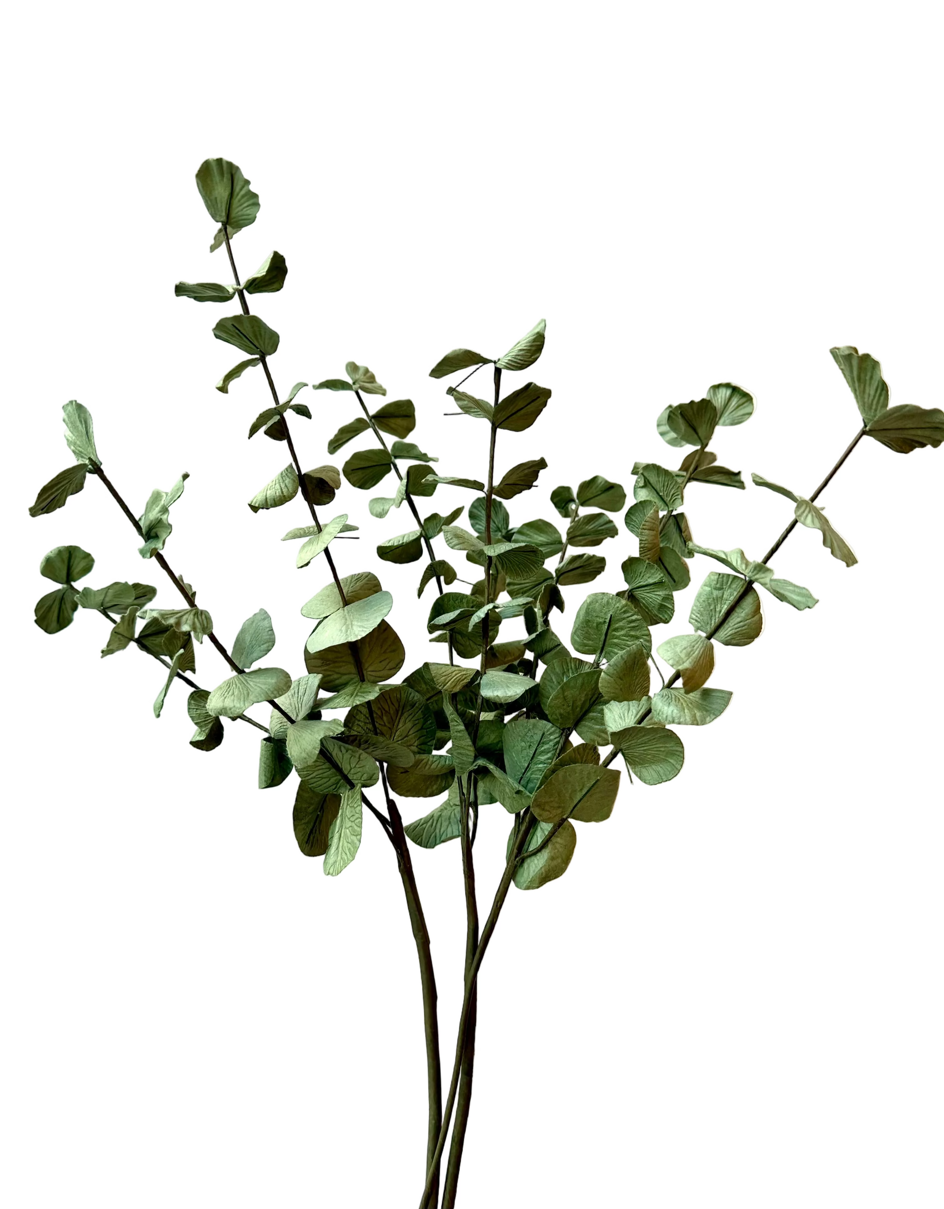 Grande Branche d'Eucalyptus Cinerea – FLOWRETTE | George Genève