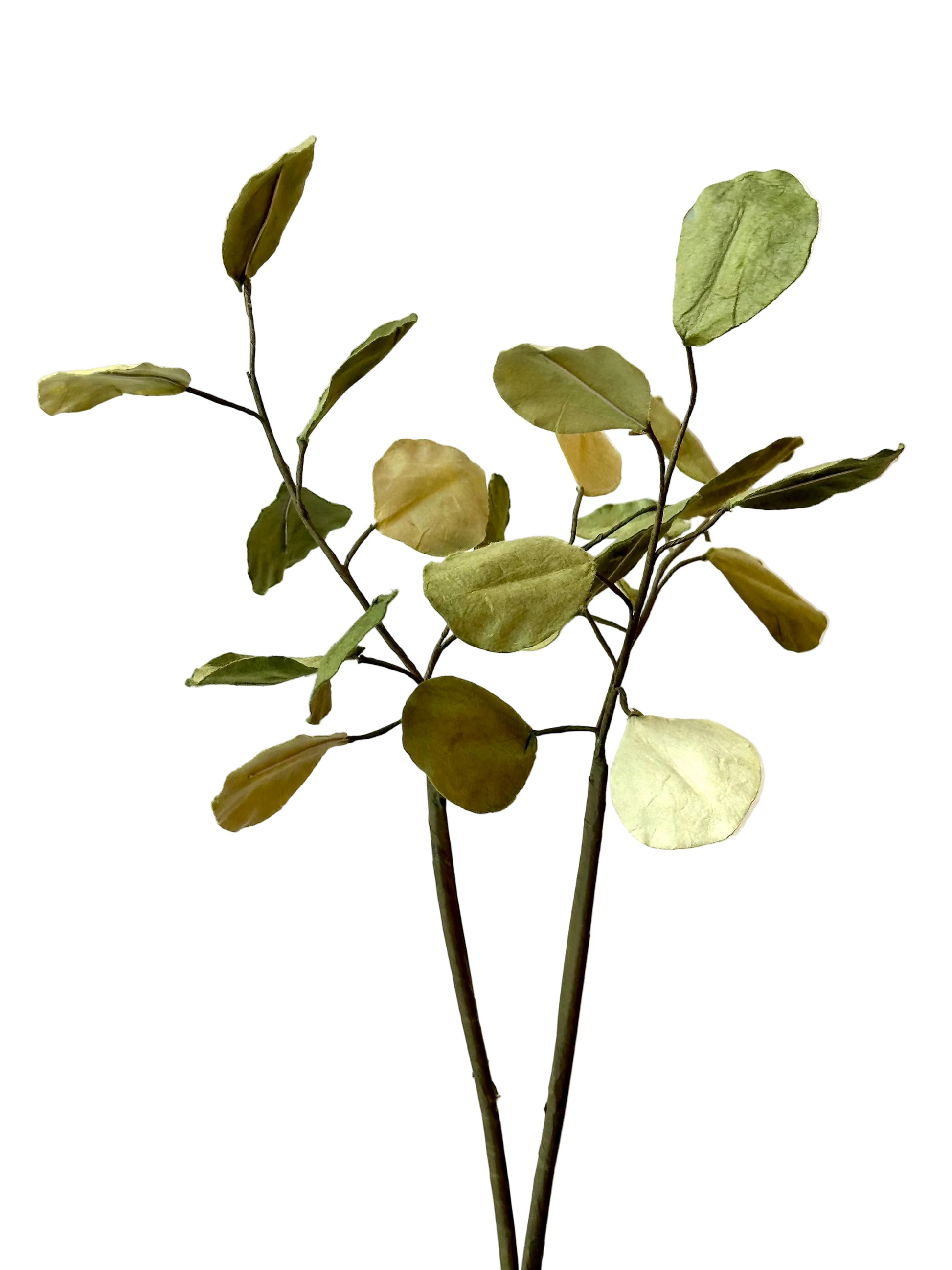 Grande Branche d'Eucalyptus Populus – vue 2 – FLOWRETTE | George Genève
