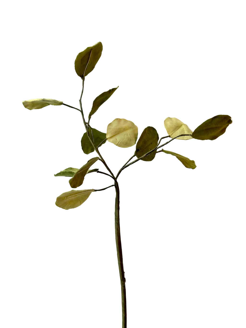 Grande Branche d'Eucalyptus Populus – FLOWRETTE | George Genève