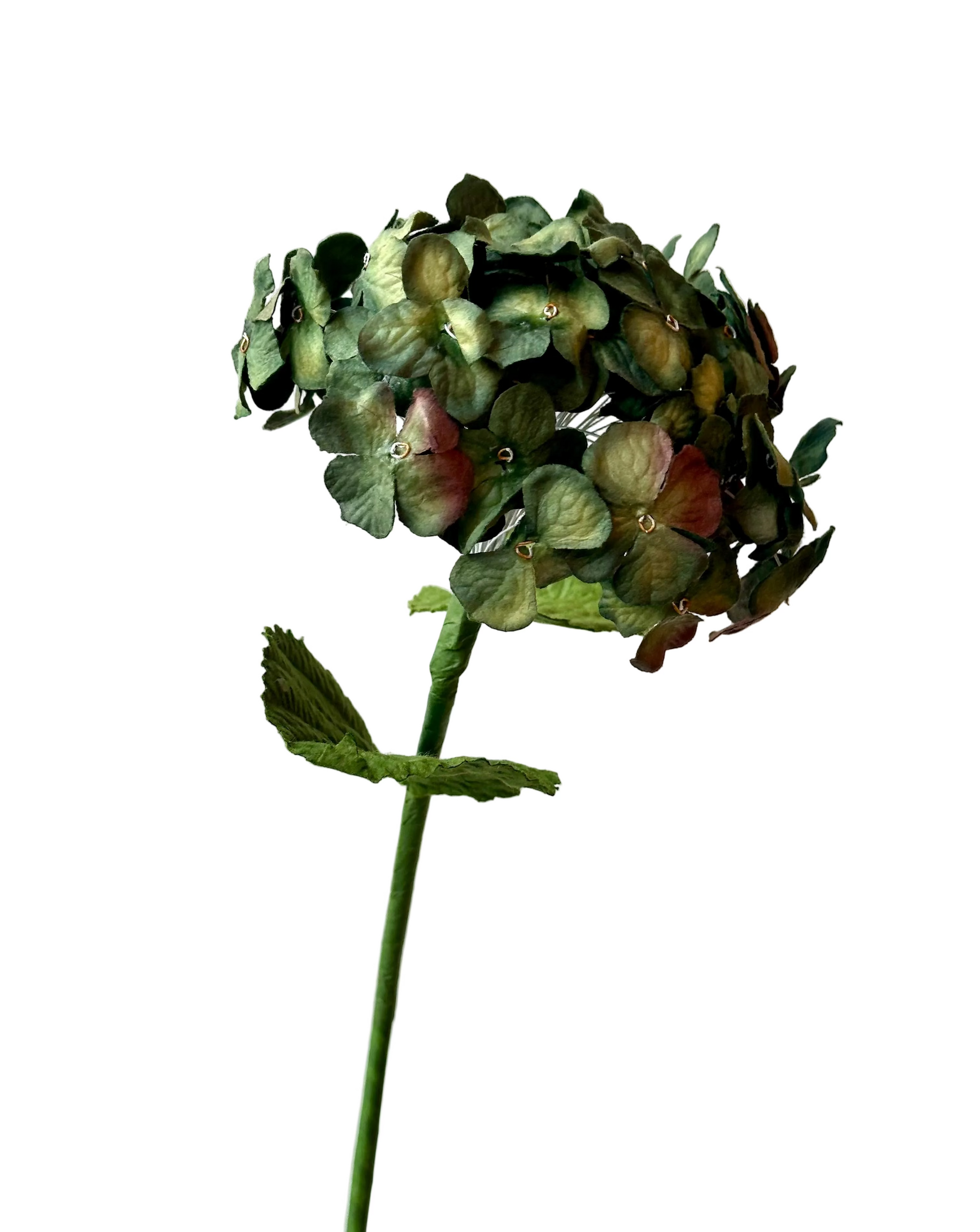 Hortensia Vert – FLOWRETTE | George Genève
