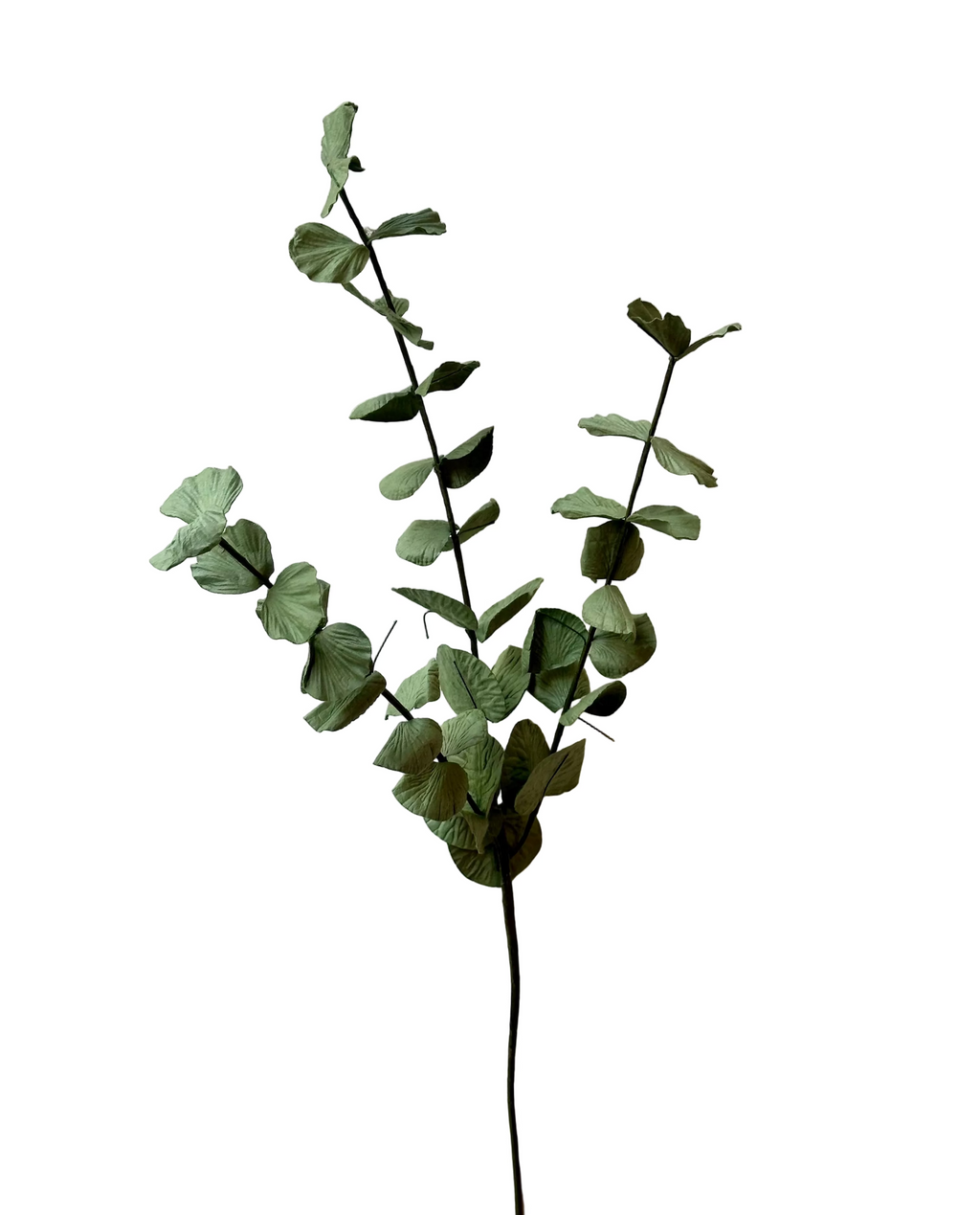 Grande Branche d'Eucalyptus Cinerea – vue 2 – FLOWRETTE | George Genève