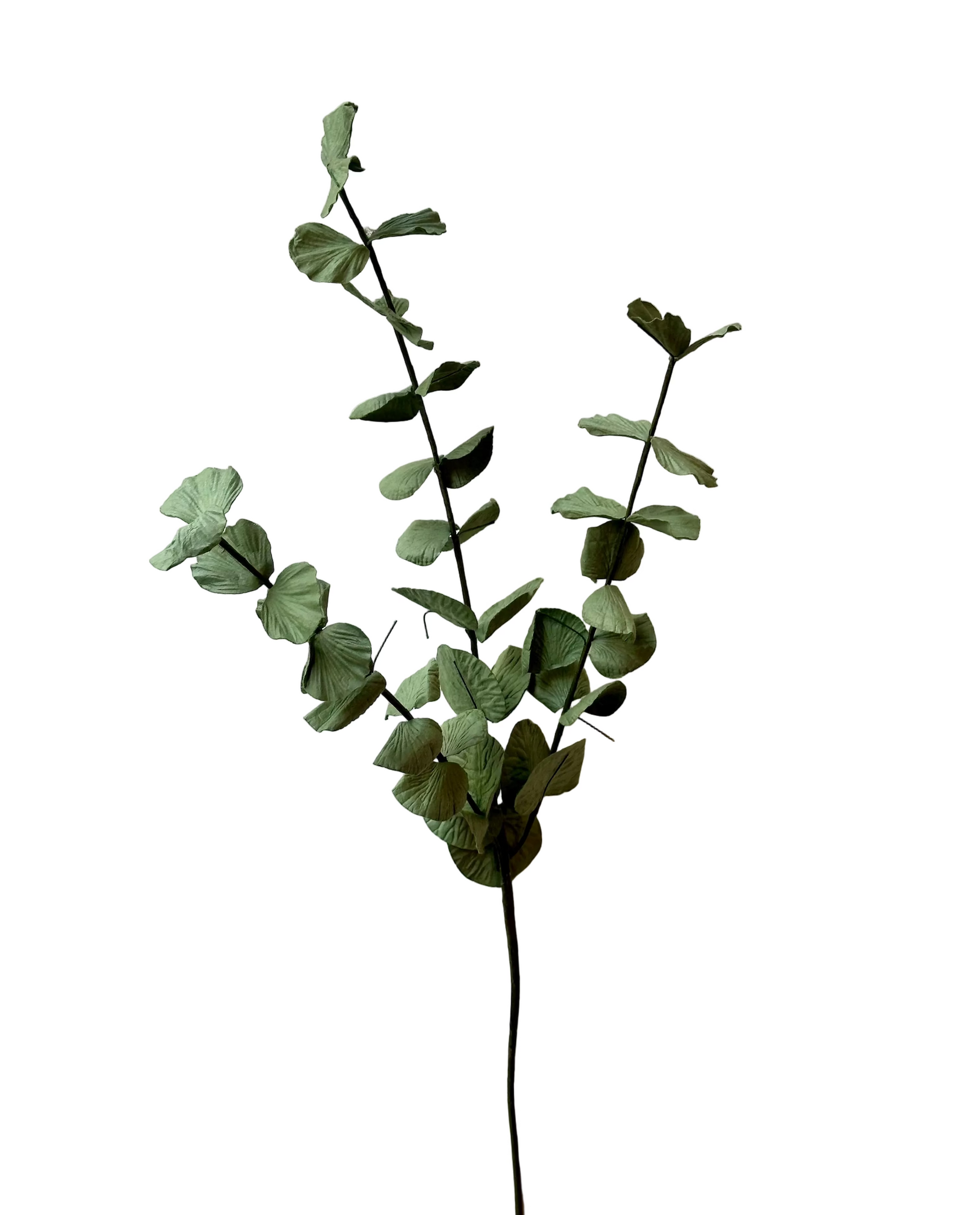 Grande Branche d'Eucalyptus Cinerea – vue 2 – FLOWRETTE | George Genève