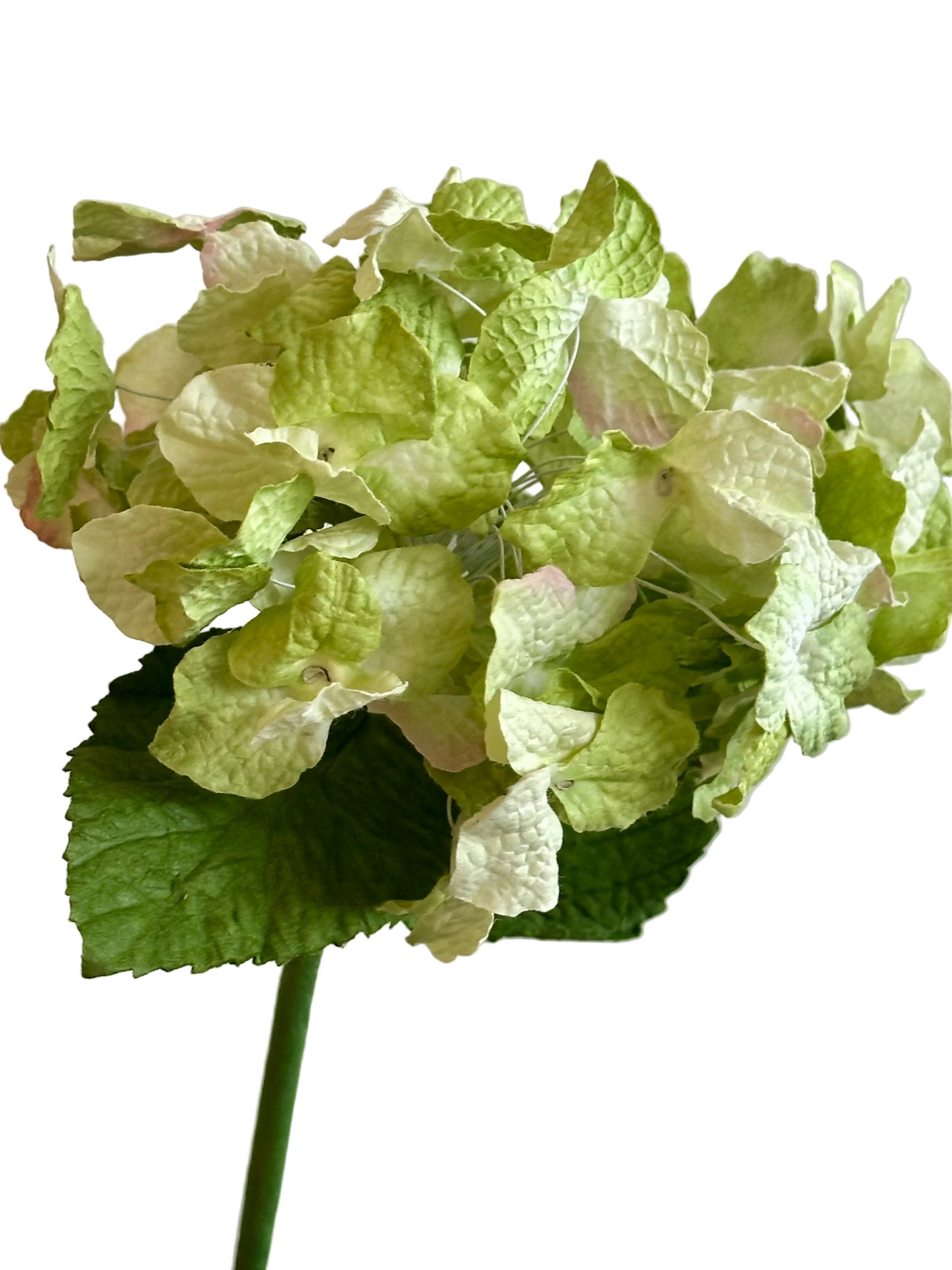 Grand Hortensia Vert clair – FLOWRETTE | George Genève