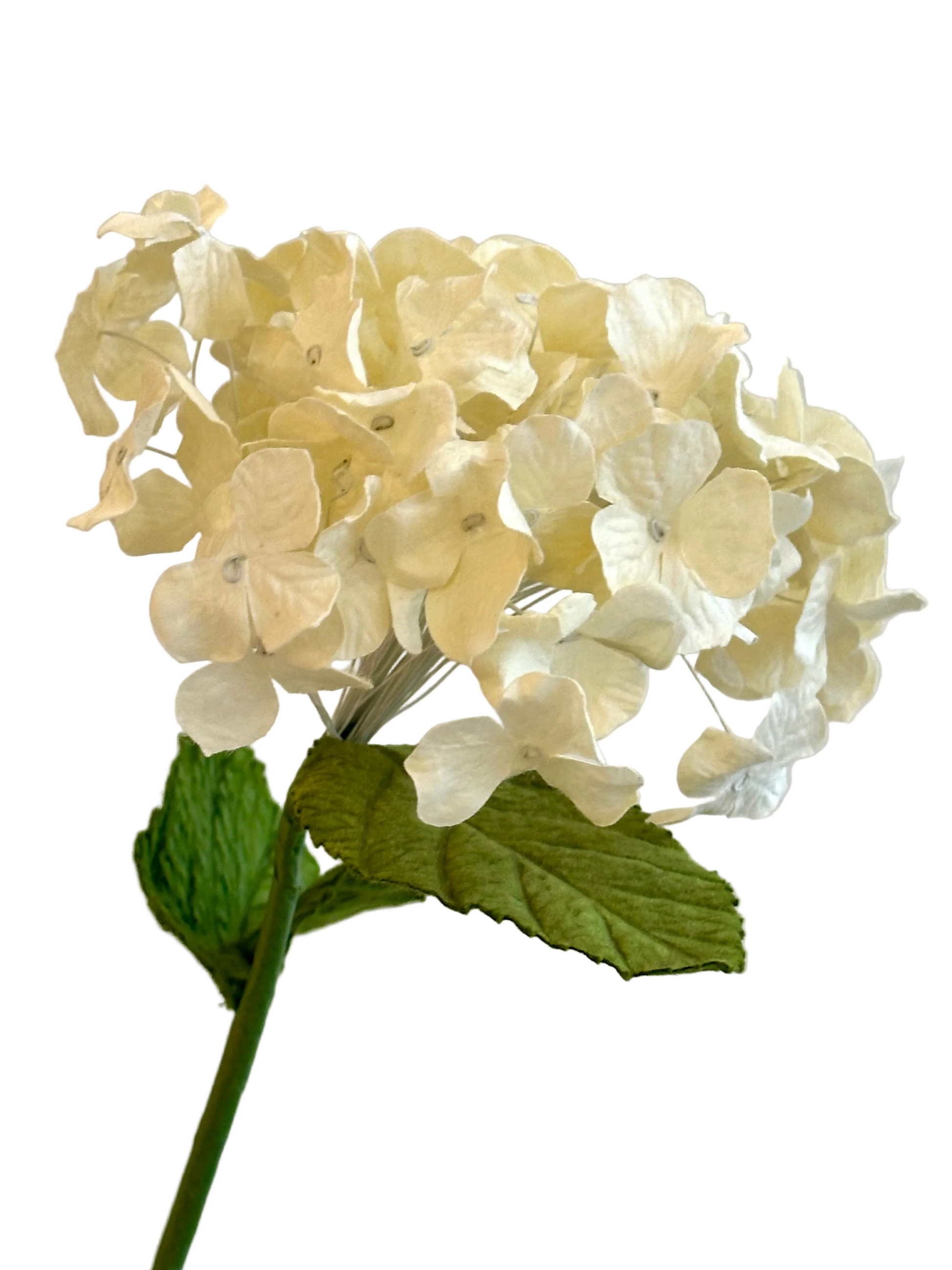 FLOWRETTE - Hortensia Crème