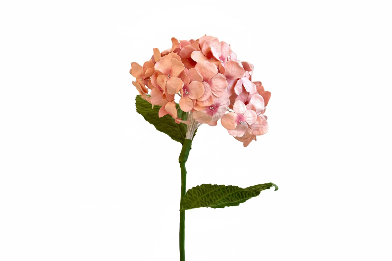 Hortensia Rose – FLOWRETTE | George Genève