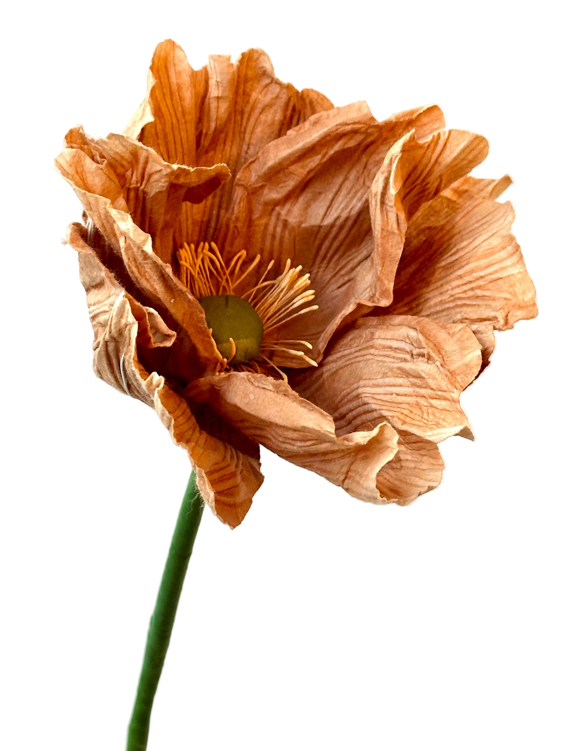 Grand Pavot Beige – FLOWRETTE | George Genève
