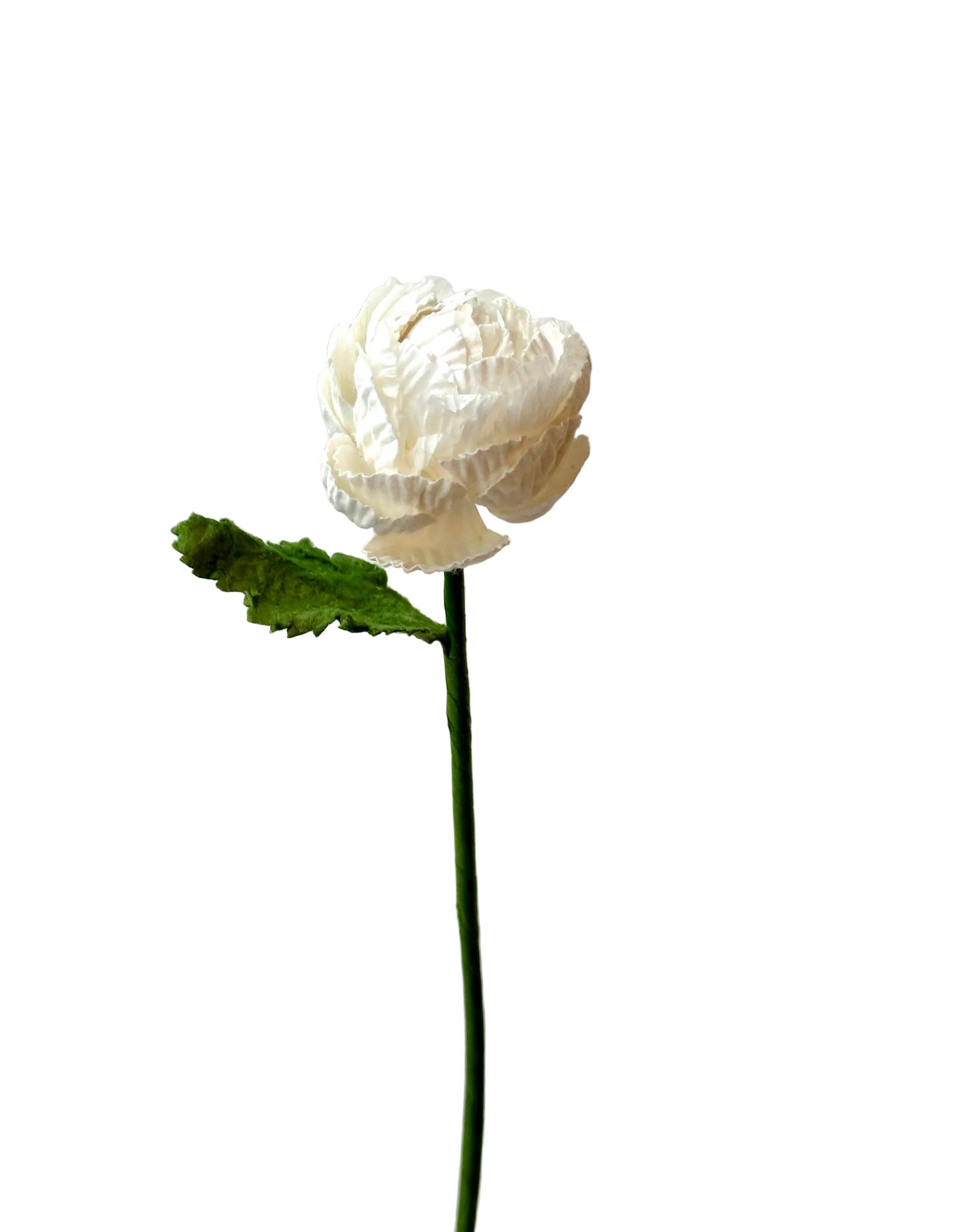 Petite Renoncule Blanche – FLOWRETTE | George Genève