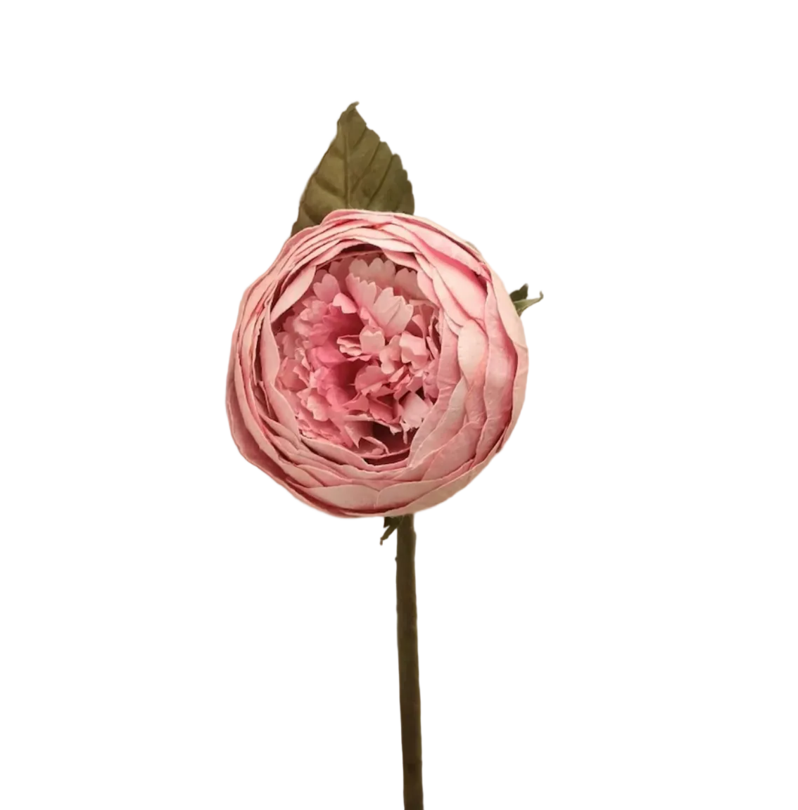 Bouton de Pivoine Rose – FLOWRETTE | George Genève