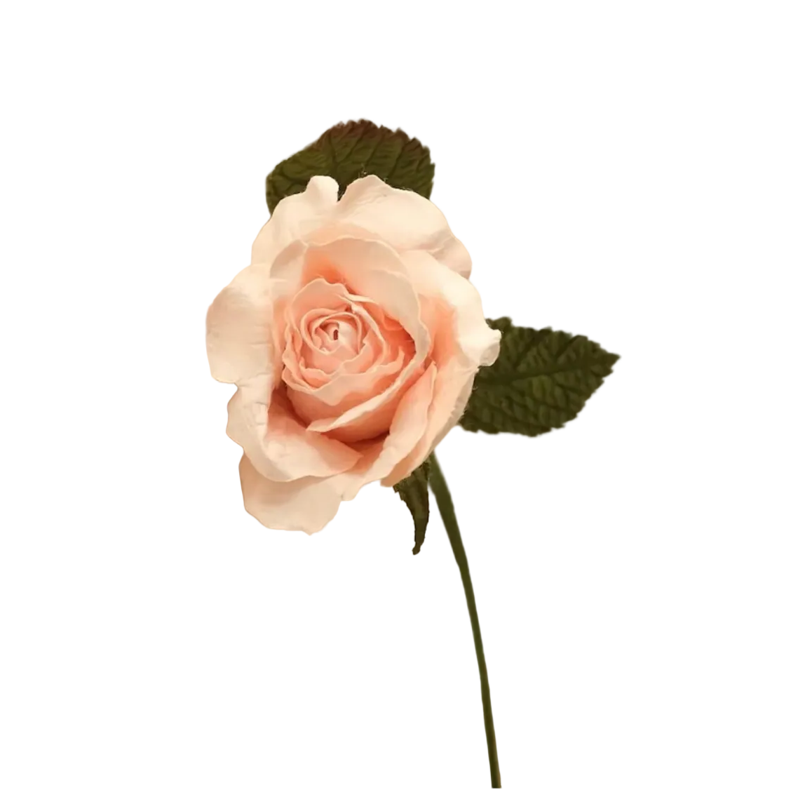 Rose Lady Champagne – FLOWRETTE | George Genève