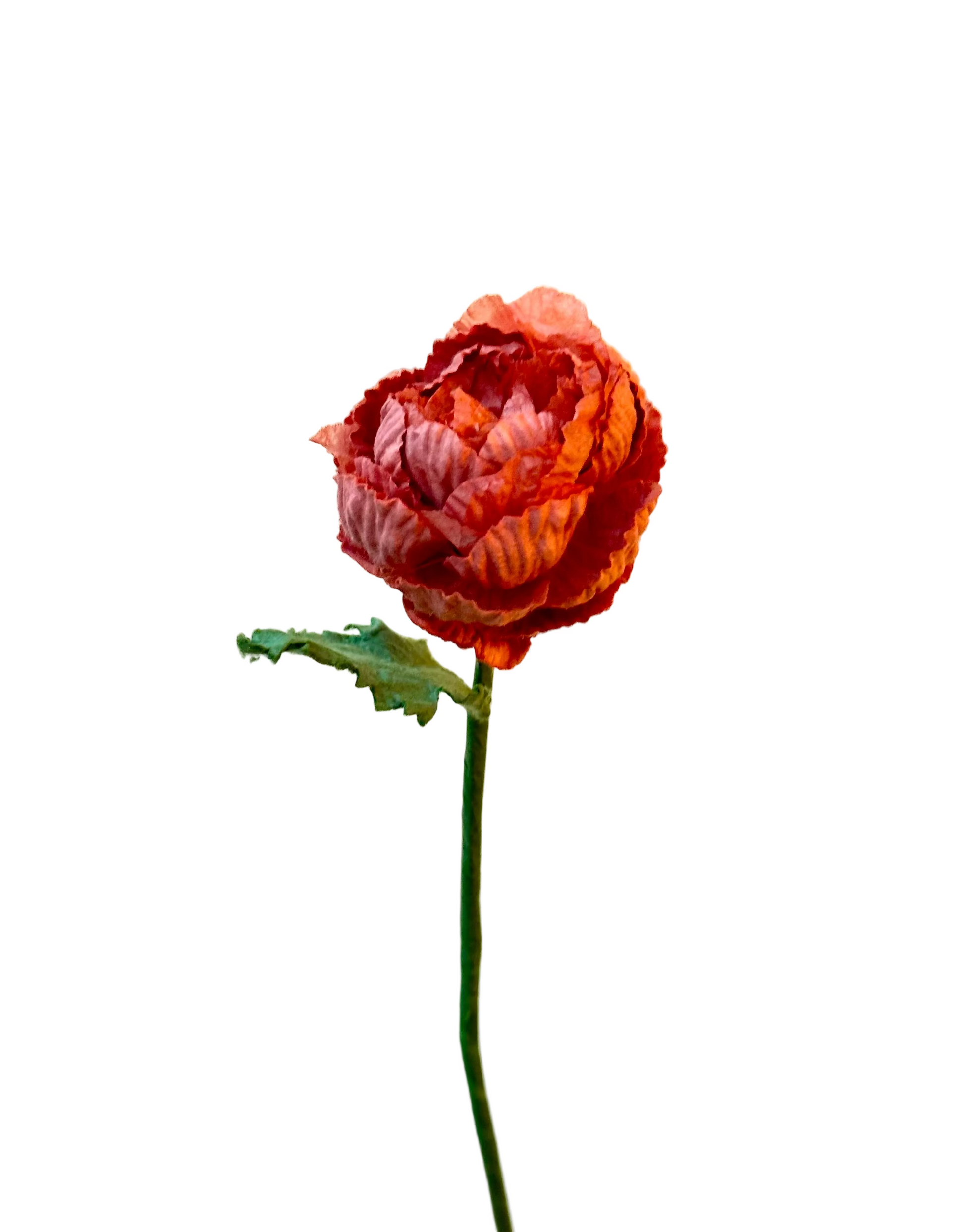 Petite Renoncule couleur Terracotta – FLOWRETTE | George Genève