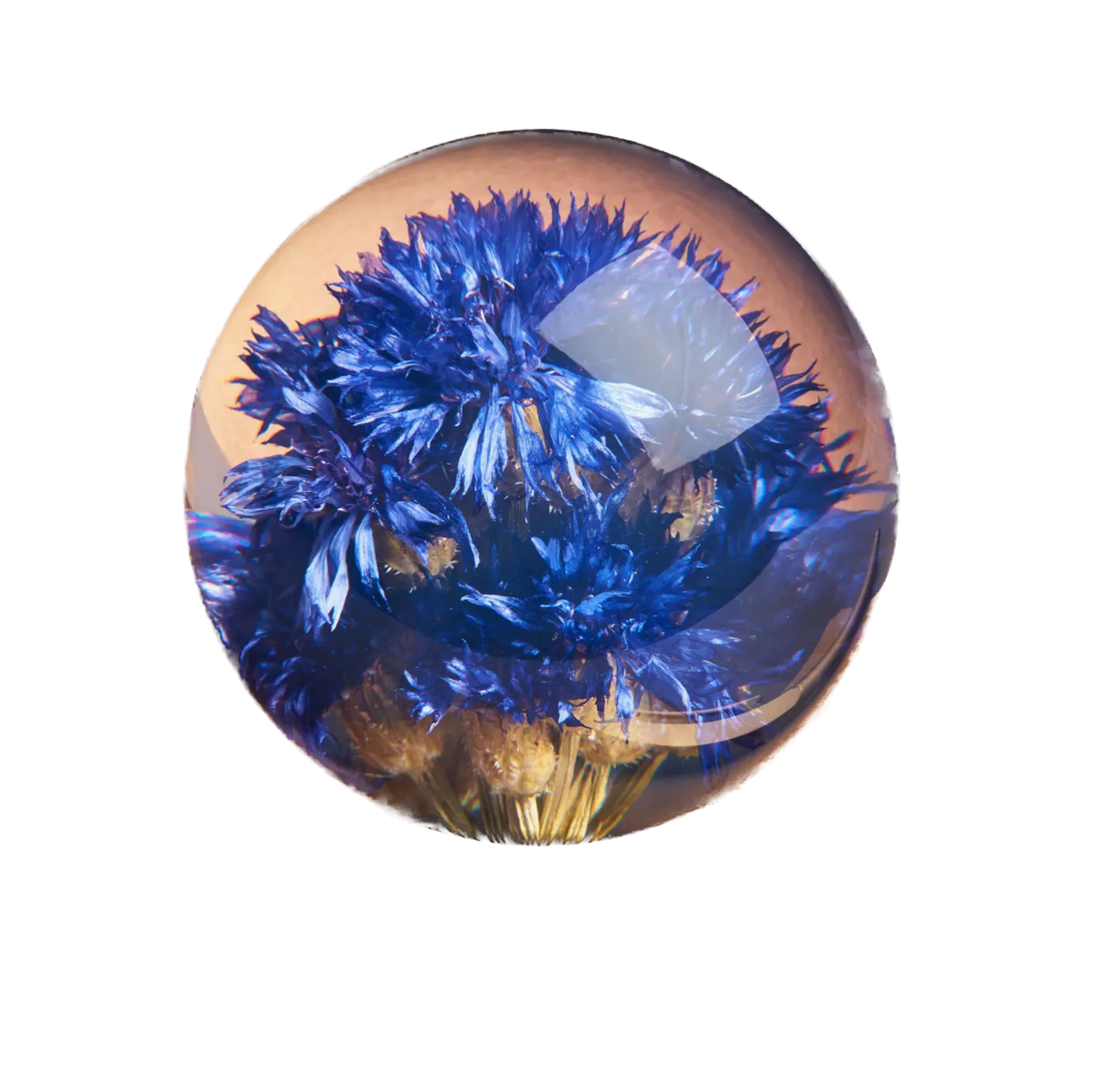 HAFOD GRANGE - Presse-papier Cornflower