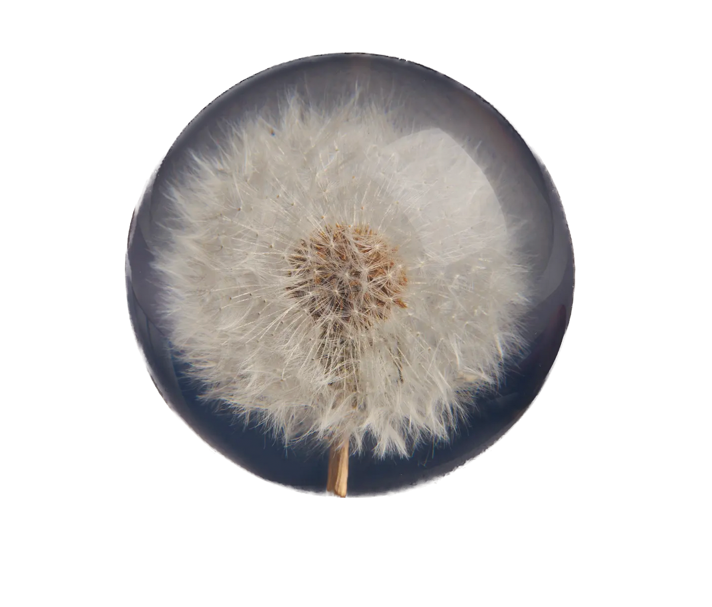HAFOD GRANGE - Presse-papier Dandelion