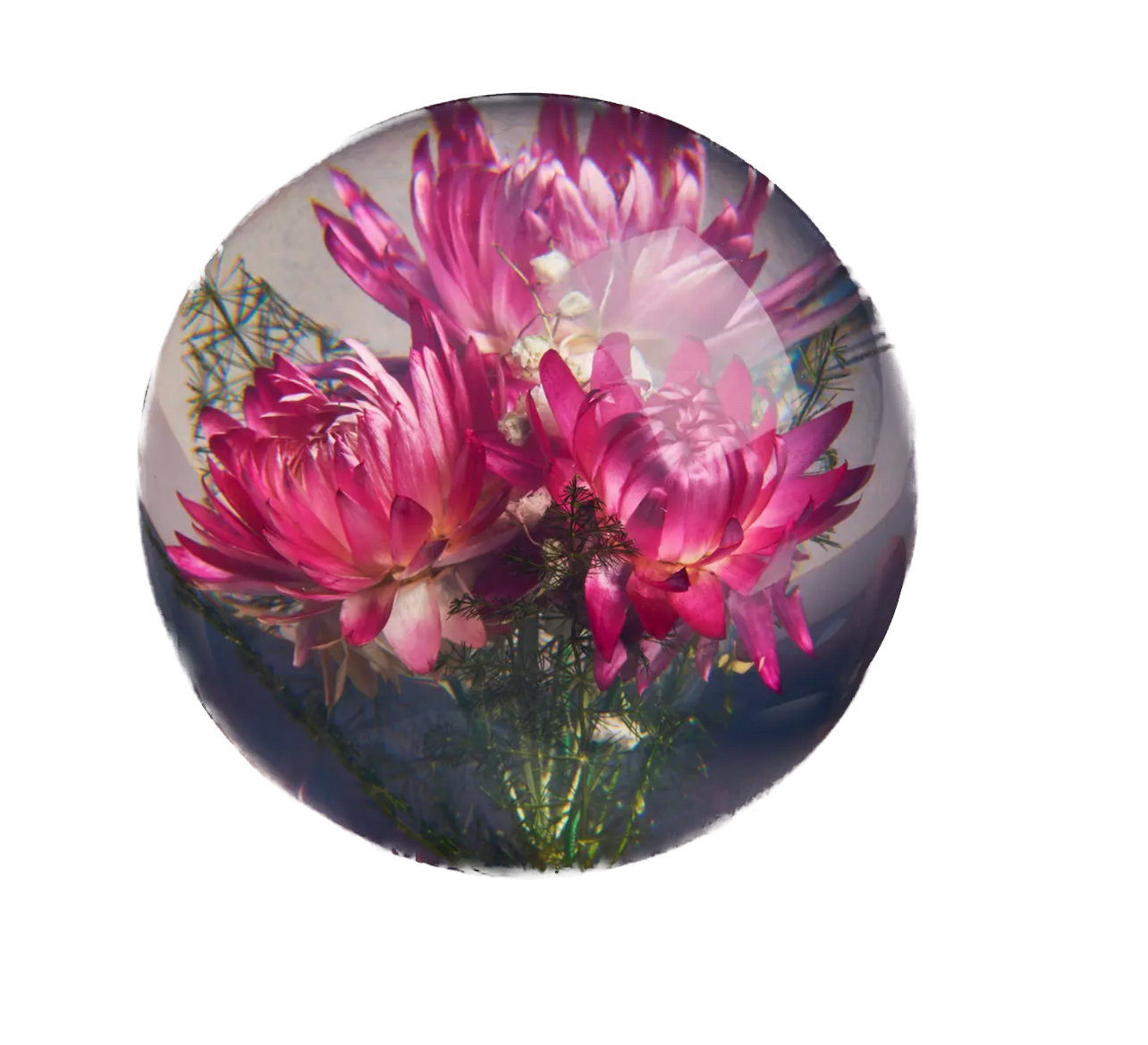 HAFOD GRANGE - Presse-papier Helichrysum