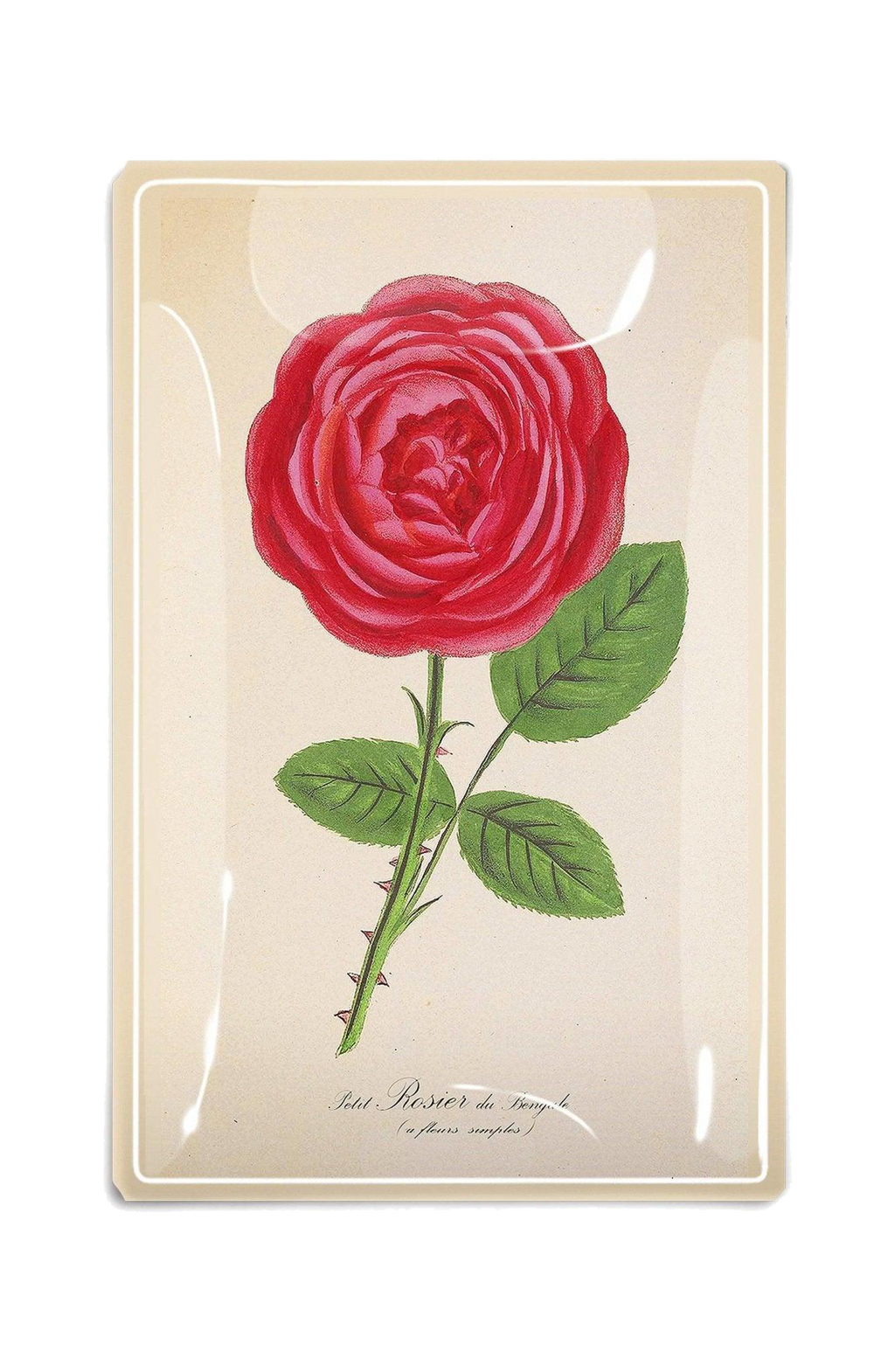 Vide-Poche Hot Pink David Austin. – BEN'S GARDEN | George Genève