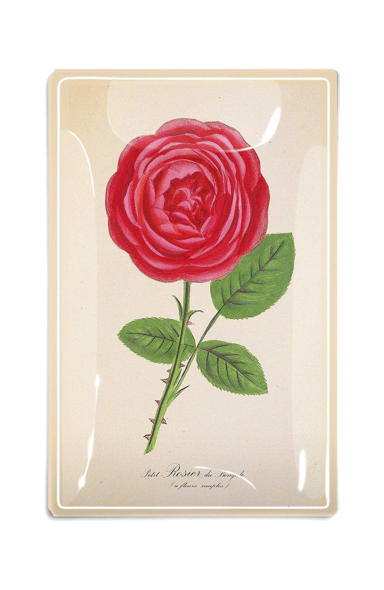 Vide-Poche Hot Pink David Austin. – BEN'S GARDEN | George Genève