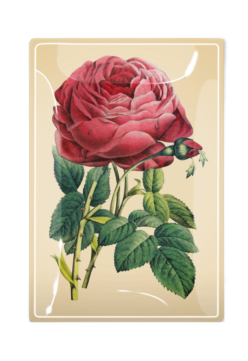 Vide-Poche Rose – BEN'S GARDEN | George Genève