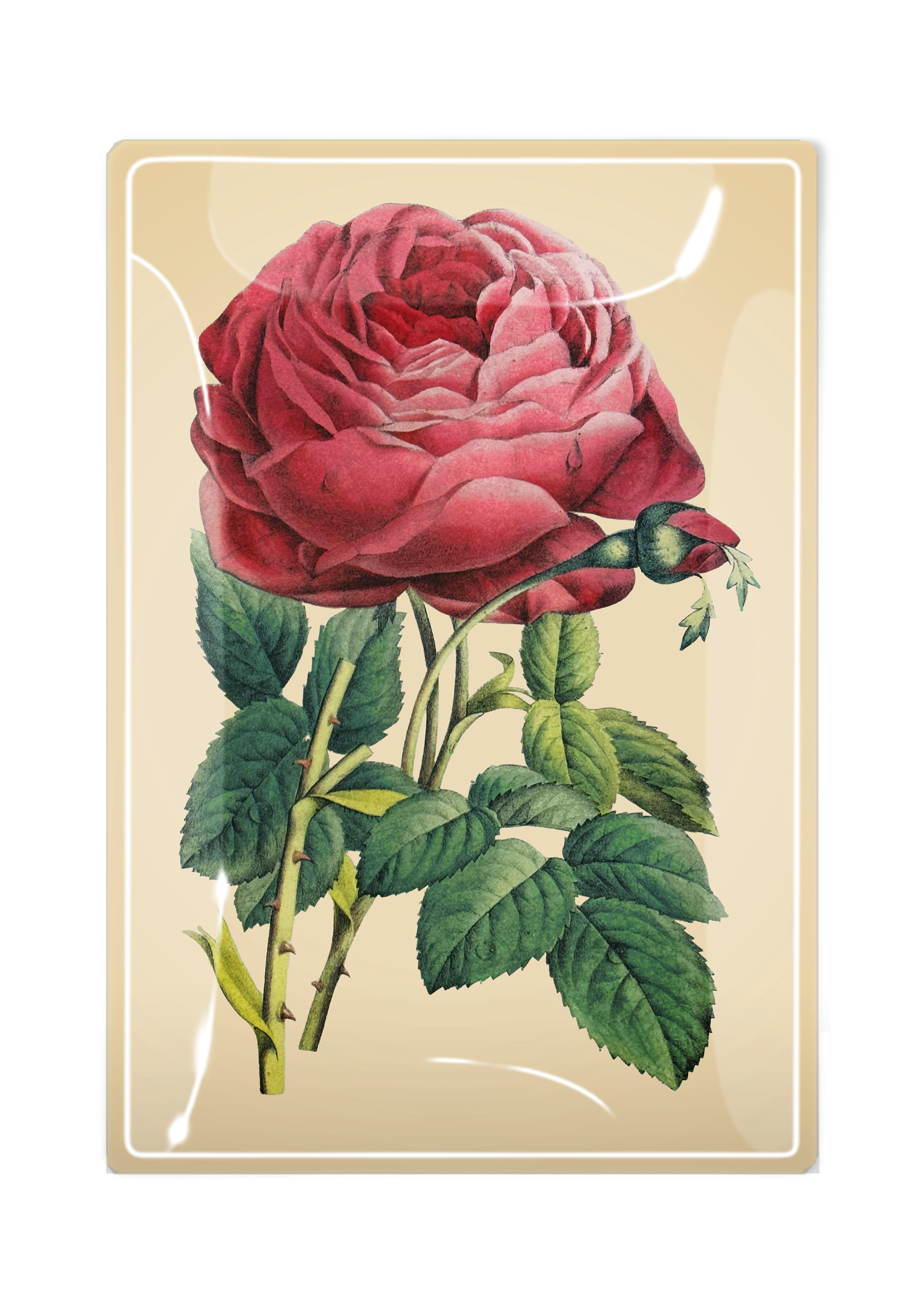 Vide-Poche Rose – BEN'S GARDEN | George Genève
